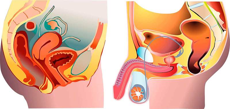 Anatomie des Fortpflanzungssystems und der sexuellen Organe