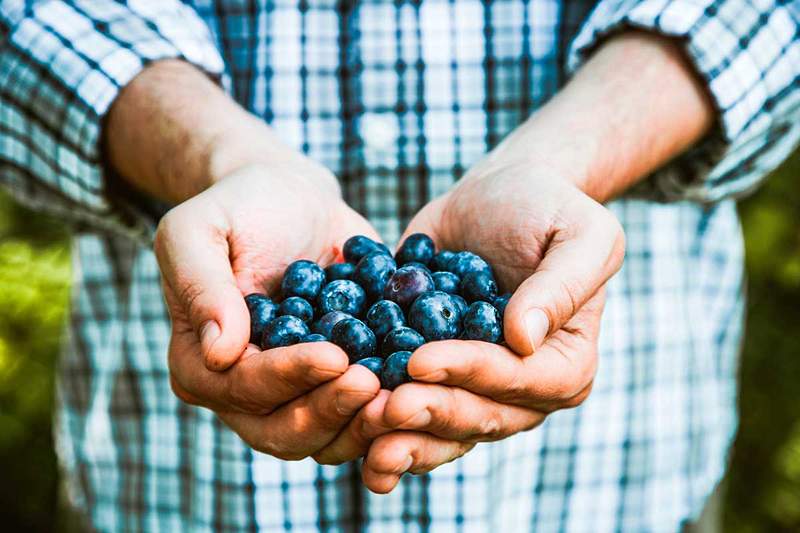 10 fantastiske fordeler med blåbær
