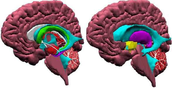 Vizualinės smegenų atlasas