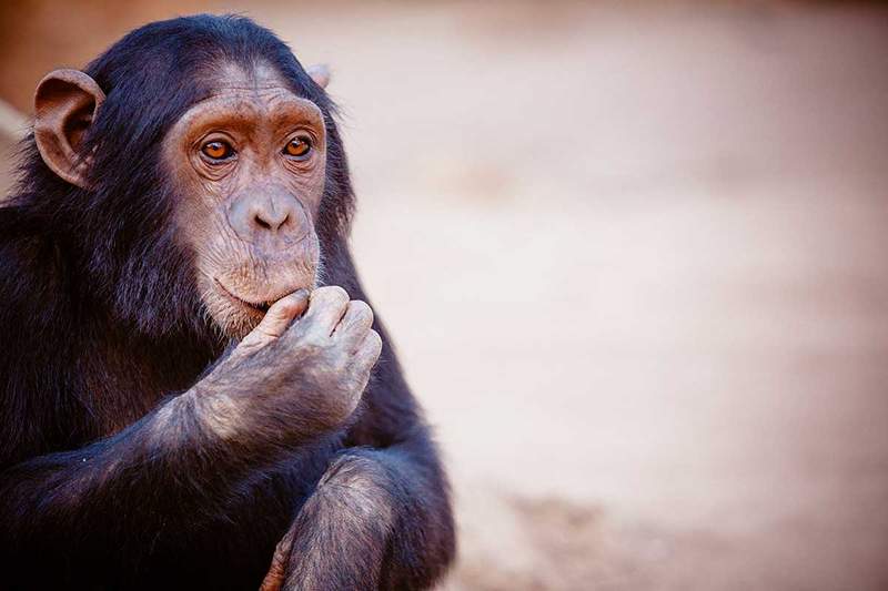 Eksperiment čimpanze obrazovan kao vodič