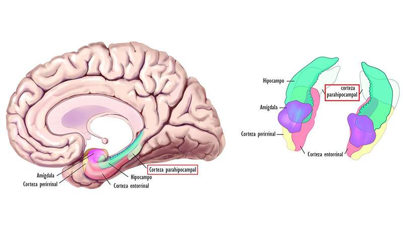 The parahypocampal cortex structure and function