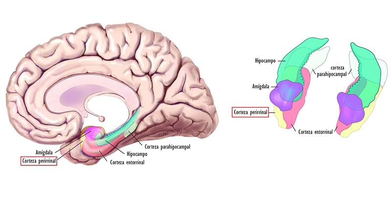 Cortex, structure et fonction périrrin