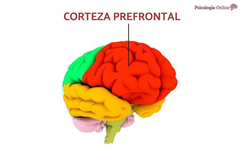 Prefrontal cortex hvad der er, og hvad der fungerer det