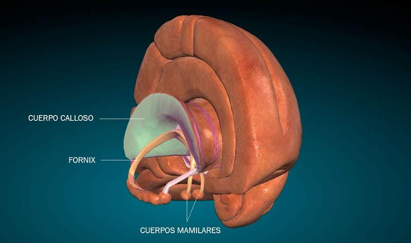 Os corpos mamilares anatomia e função