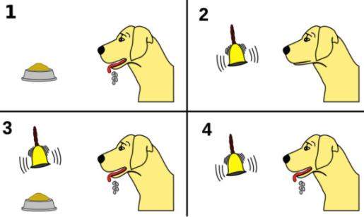 Le processus de conditionnement classique