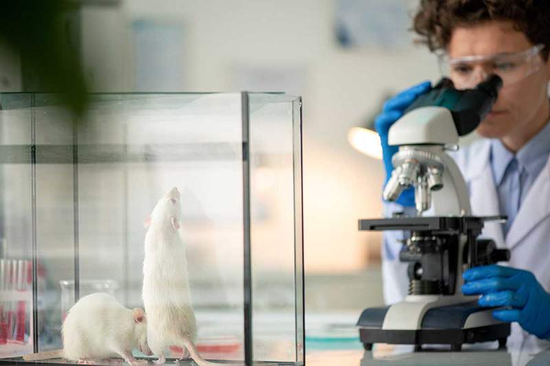 Putem avea încredere în studii cu șoareci?