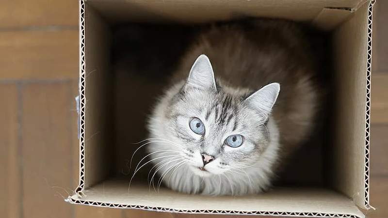 Schrödingerjeva mačka