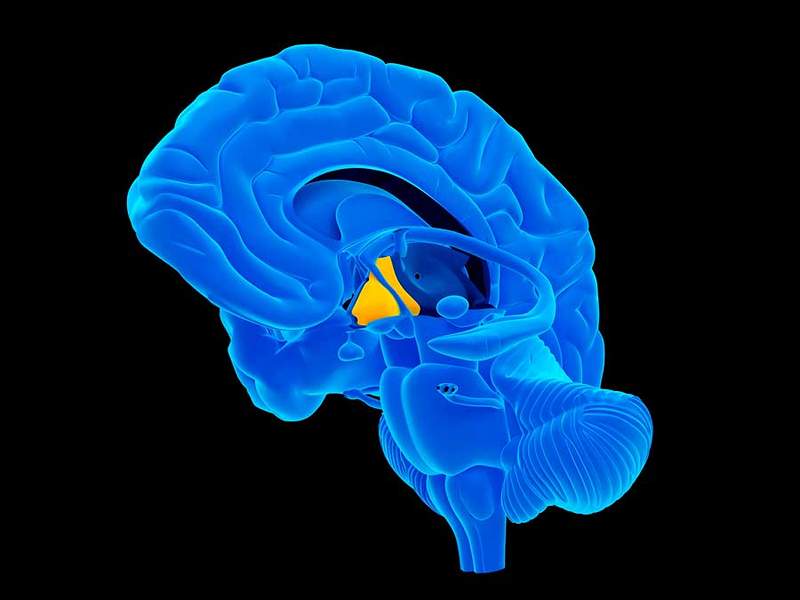 L'hypothalamus, l'anatomie, la fonction et l'expression des émotions