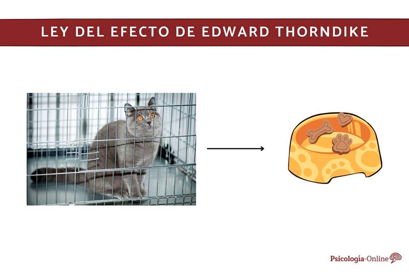 Thorndike Effect Law hva som består, eksempler og kritikk