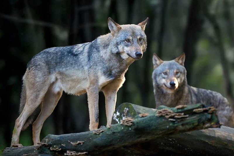 A kettősség a farkas a közösségben és a farkas a társadalomban