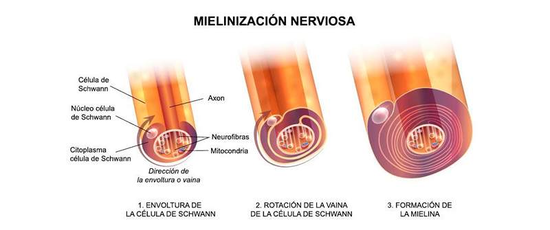 Myelin, was ist und was ist seine Funktion?