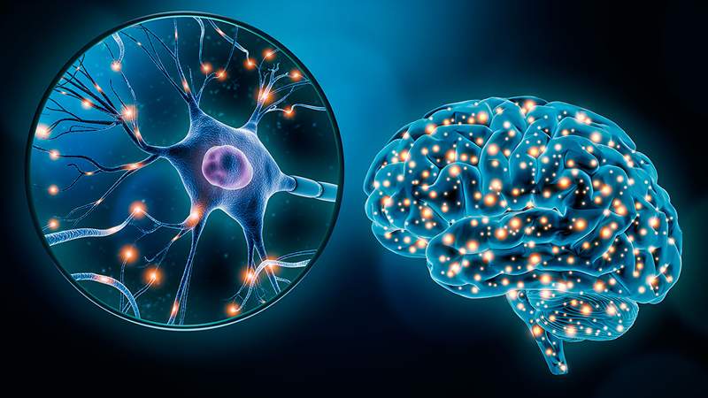 Neurogeneesi koko elämän kantasolujen ansiosta?