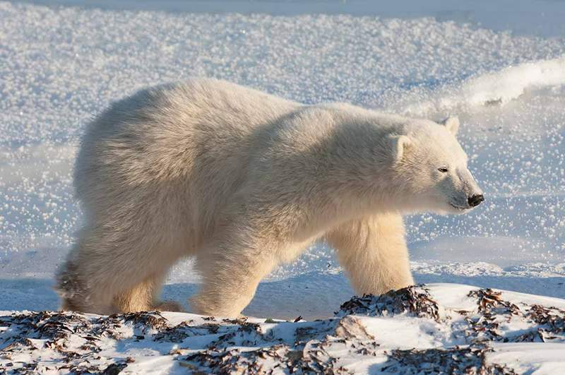 Бели медведи толстои опсесивне мисли и зашто их не можемо блокирати