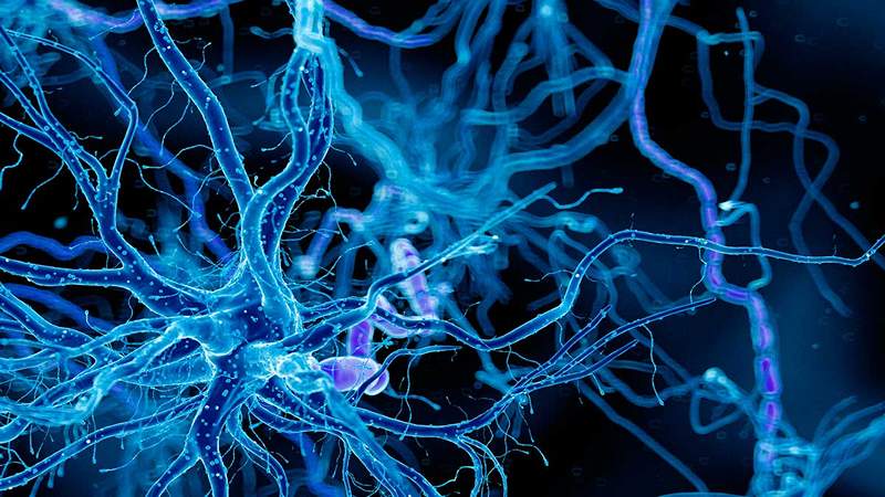 The neuronal pruning what is and what is it for us