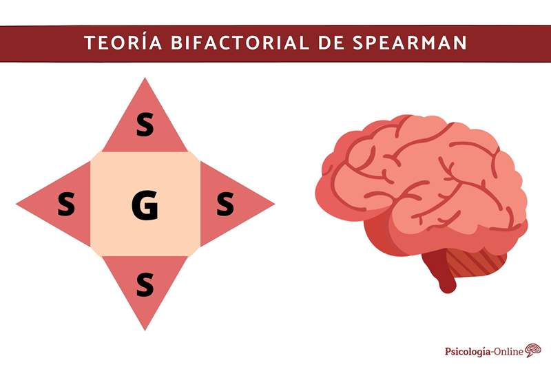 What is Spearman's bifactorial theory and how it applies