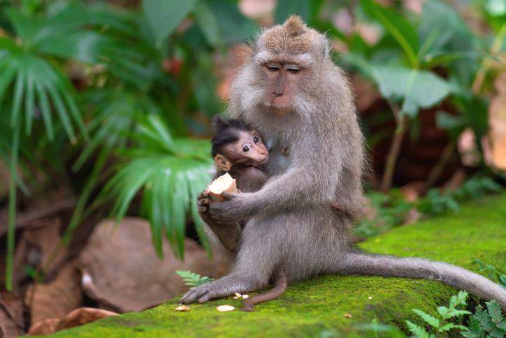 O que significa sonhar com macacos