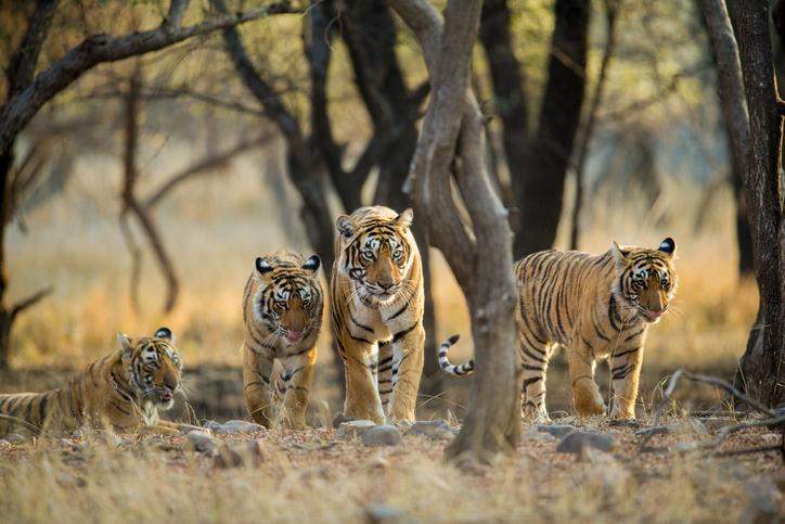 O que significa sonhar com tigres