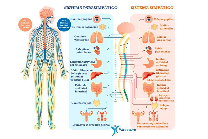 O sistema nervoso simpático (SNS) anatomia e função