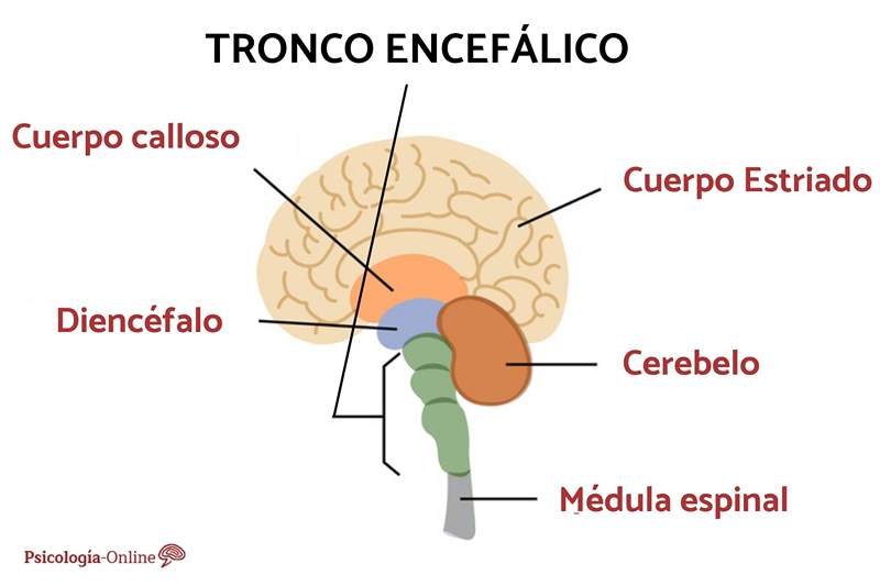 Encephalic bagagerum hvad der er, funktioner og dele