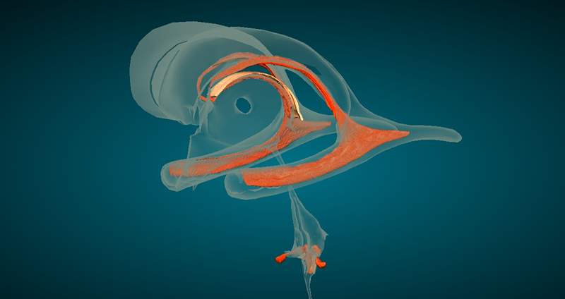 Ventrículos cerebrais, anatomia e função